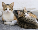 эгейские кошки
